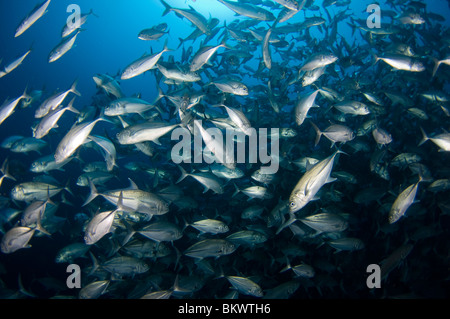 Große Schule von Bigeye Trevally, Caranx Sexfasciatus, Layang Layang, Sabah, Malaysia, Borneo Stockfoto