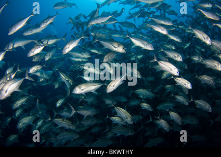 Große Schule von Bigeye Trevally, Caranx Sexfasciatus, Layang Layang, Sabah, Malaysia, Borneo Stockfoto