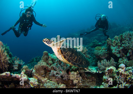 Taucher, die gerade eine Green Sea Turtle, Chelonia Mydas, Schwimmen über Korallenriff, Layang Layang, Sabah, Malaysia, Borneo Stockfoto