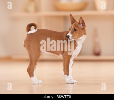 Basenji Hund Welpe stehend Stockfoto