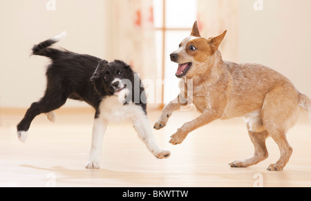 junge australische Rinder Hund Border Collie Welpen spielen Stockfoto