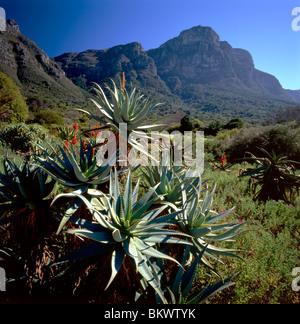 Aloe Arborescens "Compton"; Kirsten - Bosch National Botanical Garden, Kap-Halbinsel, Südafrika Stockfoto