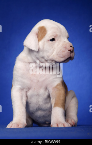 American Bulldog Welpe / American Bulldog Welpen Stockfoto