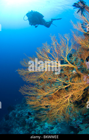 Gorgonie Gorgonien, Melithaea SP., mit Silhouette eines Tauchers im Hintergrund, Layang Layang, Sabah, Malaysia, Borneo Stockfoto