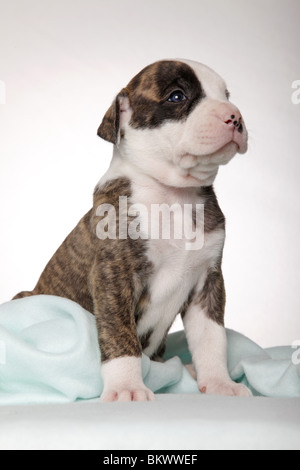 American Bulldog Welpe / American Bulldog Welpen Stockfoto