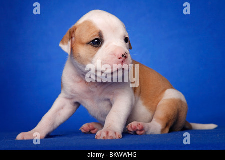 American Bulldog Welpe / American Bulldog Welpen Stockfoto