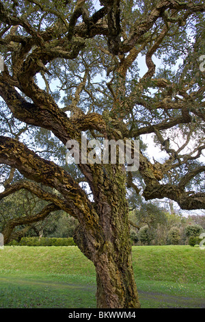 Quercus Suber, gemeinhin als die Korkeiche in Arundel Castle in Arundel, West Sussex, England Stockfoto