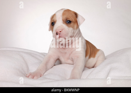 American Bulldog Welpe / American Bulldog Welpen Stockfoto