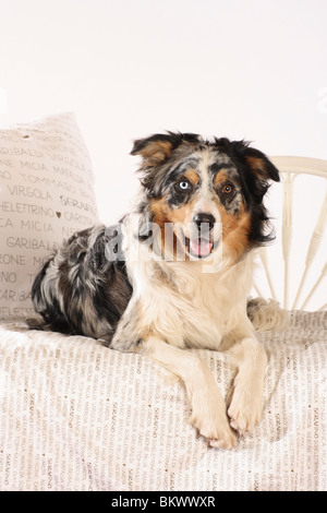 Border-Collie Hund liegenden Bett Stockfoto