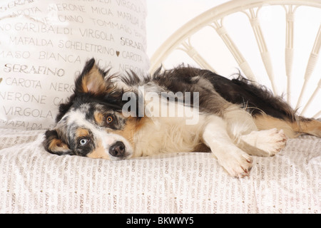 Border-Collie Hund liegenden Bett Stockfoto