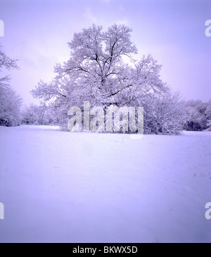 Eiche auf Schnee überdachten Hof Feld im Montgomery County, Pennsylvania, USA Stockfoto