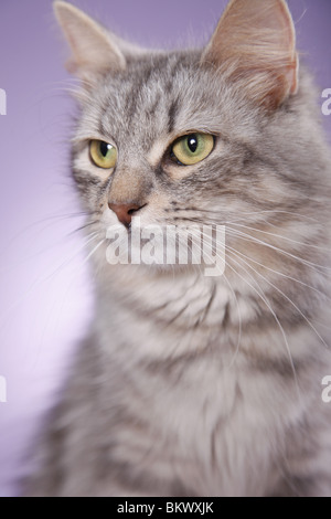 Sibirische Katze / Sibirische Katze Stockfoto