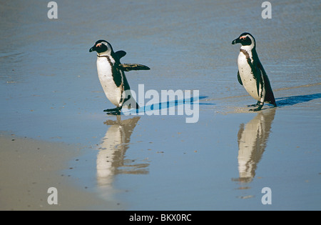 zwei afrikanische Pinguine zu Fuß Wasser / Spheniscus Demersus Stockfoto