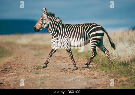 Kap-Bergzebras zu Fuß / Equus Zebra Zebra Stockfoto