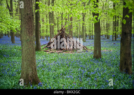 Dockey Woods Bluebells, Ringshall Stockfoto