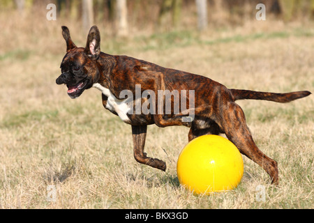 Boxer zu spielen Stockfoto