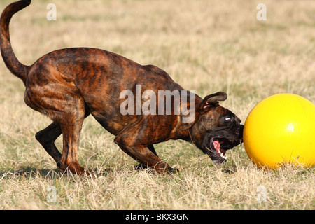 Boxer zu spielen Stockfoto