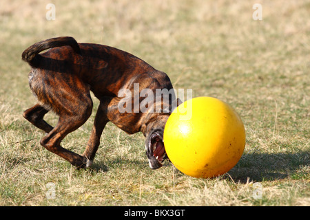 Boxer zu spielen Stockfoto