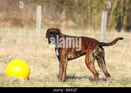 Boxer zu spielen Stockfoto