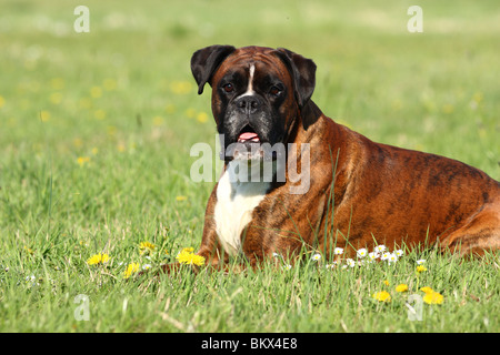 Boxer auf Wiese Stockfoto