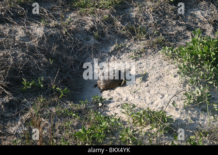 Gopher-Schildkröte (Gopherus) sonnen sich außerhalb der Höhle in einer Sanddüne, Amelia Island, Florida, USA. Stockfoto