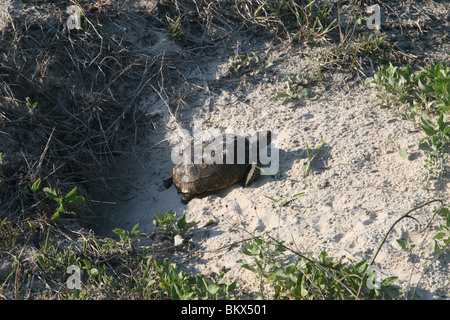 Gopher-Schildkröte (Gopherus) zu Fuß in seine Höhle in einer Sanddüne, Amelia Island, Florida, USA. Stockfoto
