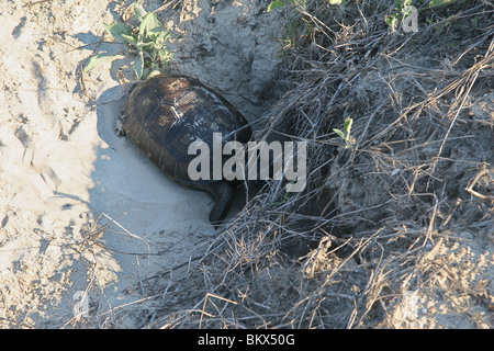 Gopher-Schildkröte (Gopherus) zu Fuß in seine Höhle in einer Sanddüne, Amelia Island, Florida, USA. Stockfoto