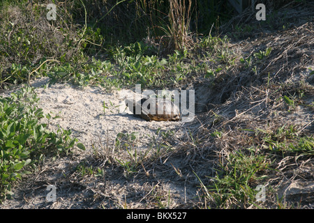 Gopher-Schildkröte (Gopherus) sonnen sich außerhalb der Höhle in einer Sanddüne, Amelia Island, Florida, USA. Stockfoto
