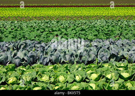 Gemüsebeete mit verschiedenen Arten von Kohl, Gemüse-Anbaugebiet grossen Moos, Seeland-Region, Schweiz Stockfoto