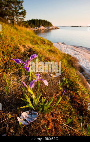 Eine blaue Flagge Iris auf der Küste von Maine Great Wass Island in der Nähe von Jonesport. Naturschutz erhalten. Stockfoto