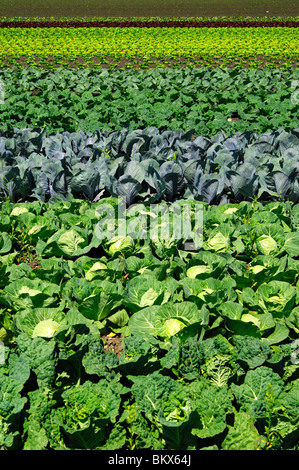 Gemüsebeete mit verschiedenen Arten von Kohl, Gemüse-Anbaugebiet grossen Moos, Seeland-Region, Schweiz Stockfoto