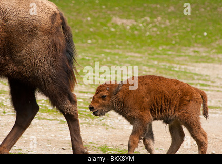 Baby Bison folgenden Mom Stockfoto