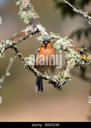 Männliche Buchfink, Fringilla Coelebs, UK Stockfoto