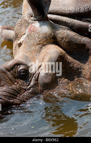 Rhino Abkühlung von der heißen Sonne Stockfoto