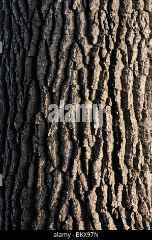 Gemeinsame Eiche (Quercus robur) Stockfoto