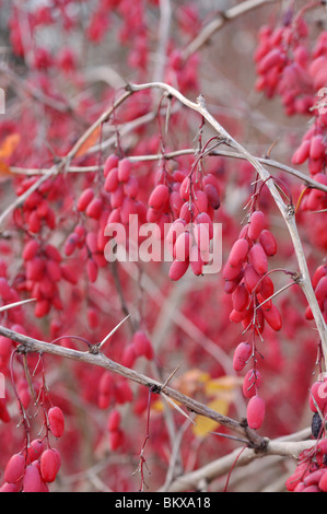 Gemeinsame Berberitze (Berberis vulgaris) Stockfoto