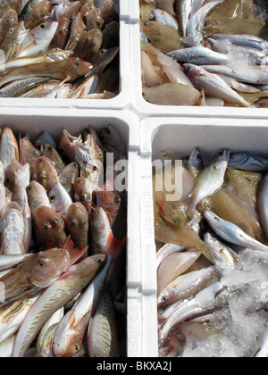 Kisten voll mit Seefisch in Port Dock Hafen Italien Stockfoto
