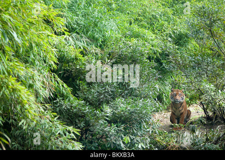 Sumatra-Tiger