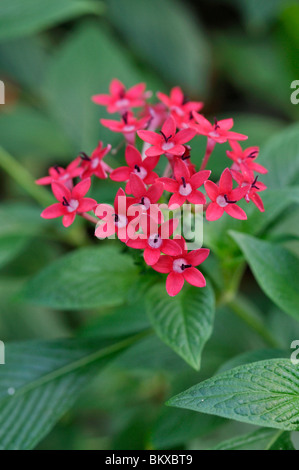 Ägyptischen star Cluster (pentas Integrifolia) Stockfoto