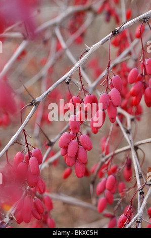 Gemeinsame Berberitze (Berberis vulgaris) Stockfoto