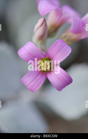 Kalanchoe pumila Stockfoto