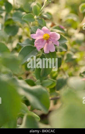 Kleinblütige Rock Rose (Cistus parviflorus) Stockfoto