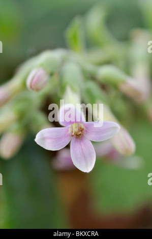 Kalanchoe bouvetii Stockfoto