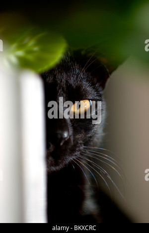 Reinrassige Bombay Katze spähen aus hinter einem Blumentopf Stockfoto