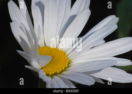 Nahaufnahme von einem Shasta Daisy (Leucanthemum x Superbum 'Alaska') in voller Blüte Stockfoto