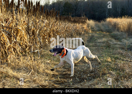 Englischer Zeiger laufen Nahfeld Sorghum während Jagd Wachteln in Deer Creek Lodge in Webster County, Kentucky Stockfoto