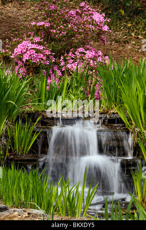 Blühende Azaleen Bush und kleinen Wasserfall im Edisto Memorial Gardens in Orangeburg, South Carolina Stockfoto