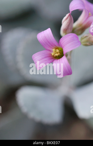 Kalanchoe pumila Stockfoto