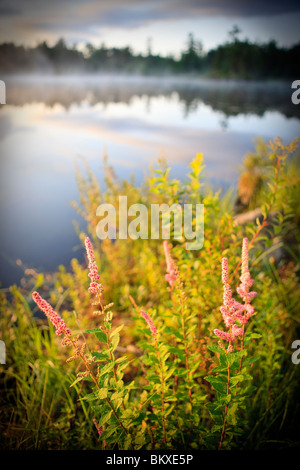 Steeplebush, Spiraea Tomentosa, blühen am Ufer des Little Bear Brook Pond in Errol, New Hampshire. Northern Forest Stockfoto