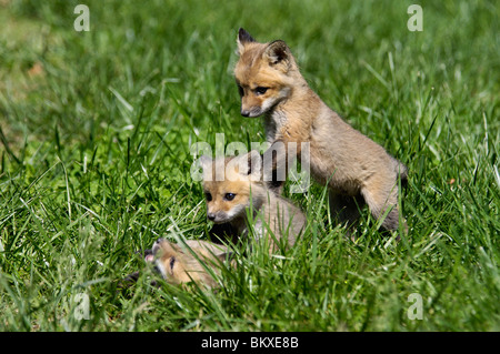 Drei Baby rote Füchse spielen zusammen in Floyd County, Indiana Stockfoto